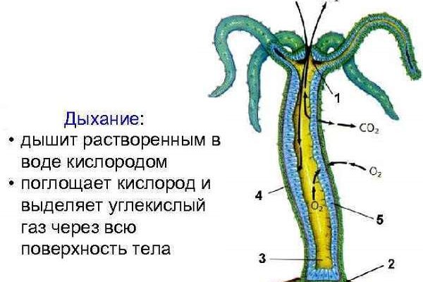 Кракен не заходит